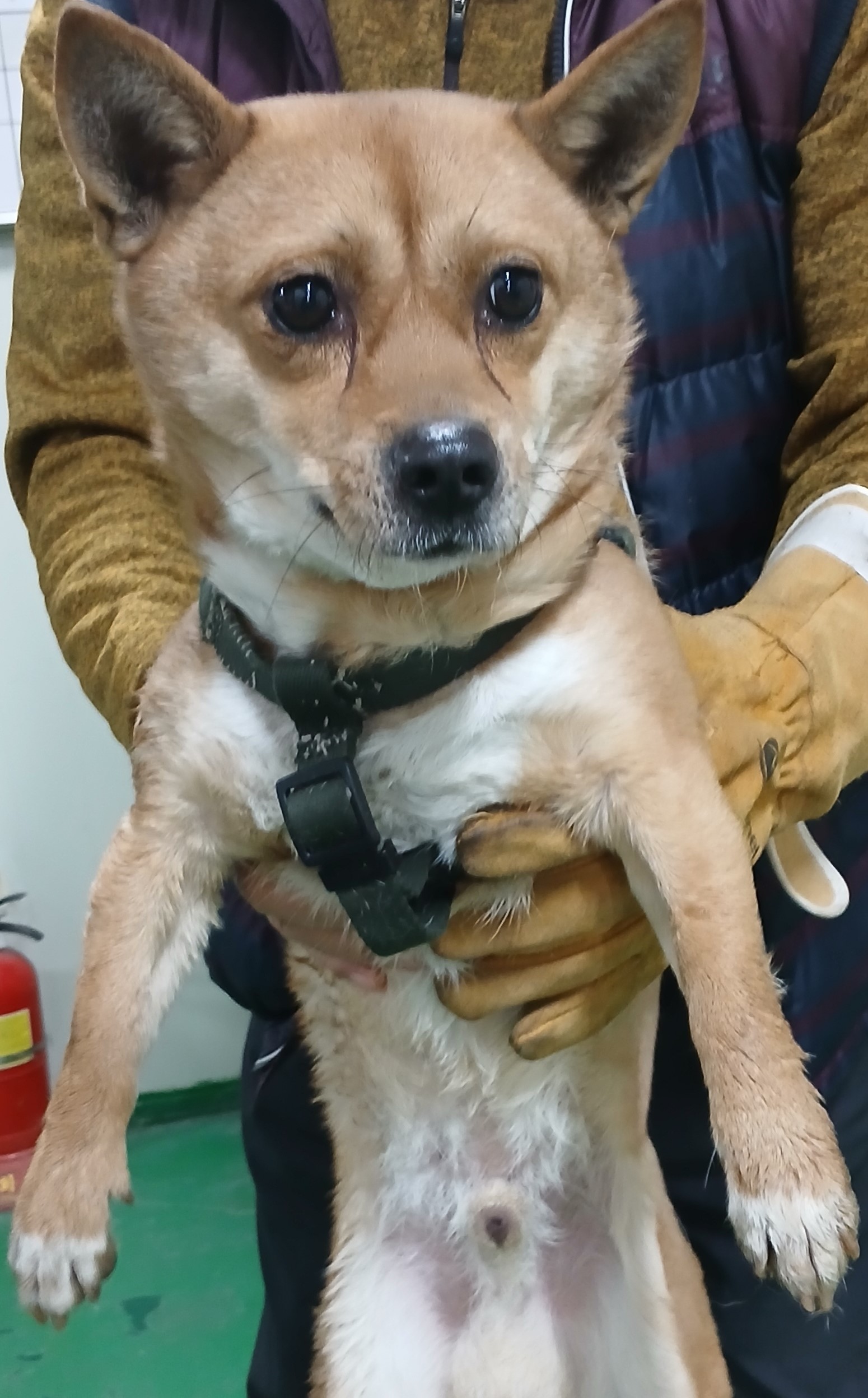 대구유기동물보호협회_427345202500116